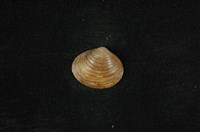 藏品(臺灣蜆)的圖片